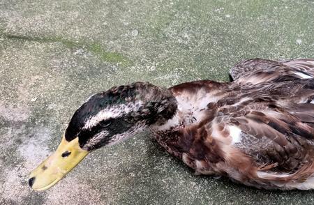 被黄鼠狼咬死的鸭子能吃吗