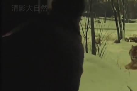 东北虎结局什么意思
