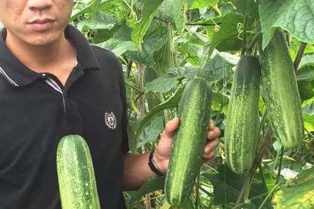 四川黄瓜品种大全