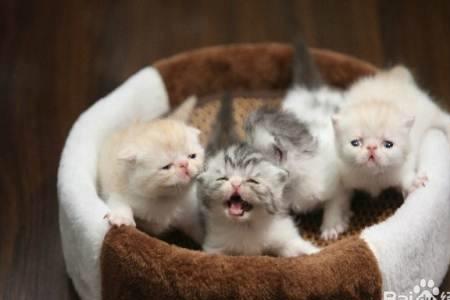 刚出生的猫咪太瘦了是什么原因