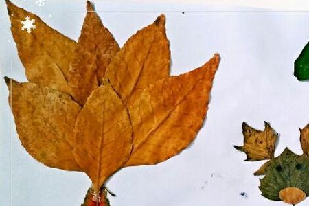 秋天的树叶像什么一年级