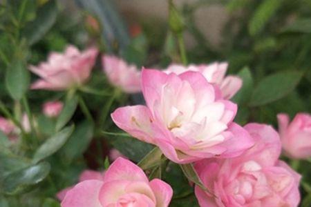 荷花月季优缺点