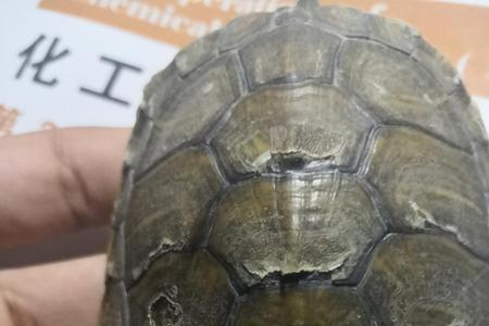 乌龟换壳一般多久脱一片
