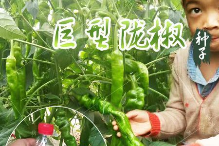 螺丝椒可以林下种植吗