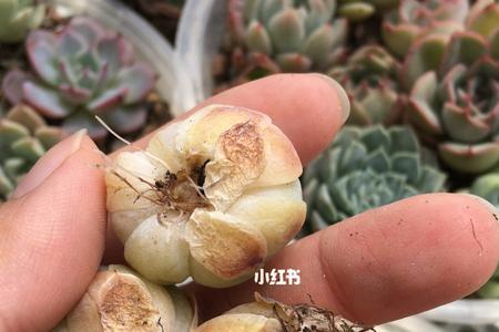 刚买的冰梅根部腐烂
