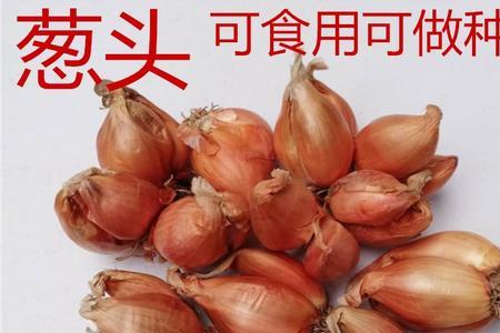 沙地种红葱一般产量多少斤