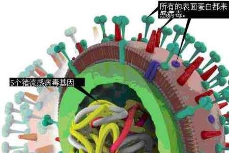笔肚是什么