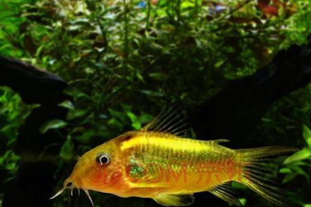 金苔鼠鱼养殖密度