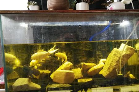 养剃刀龟用多大的鱼缸