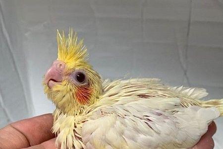 小太阳鹦鹉幼鸟可以洗澡吗