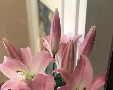 星光百合是什么品种