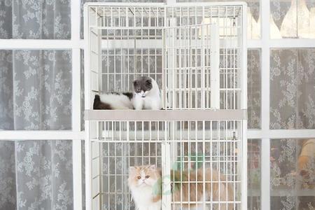 为什么把猫关笼子就不拉