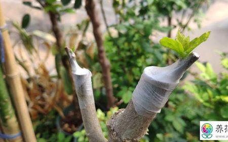 木菊花什么时候嫁接最合适