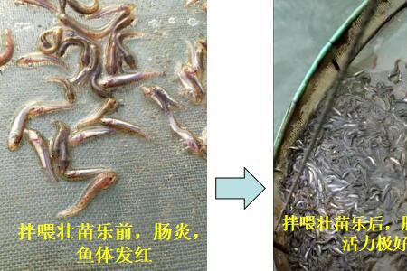 红虫国家保护