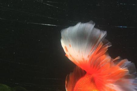 红金鱼小时候是什么颜色