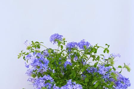 蓝雪花丛生还是独杆