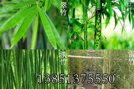 一亩竹子五年大概多少吨