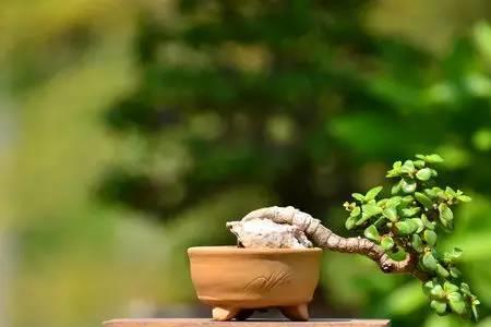 说一个人的尊荣是什么意思