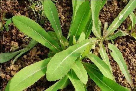 起麻菜的凉拌方法