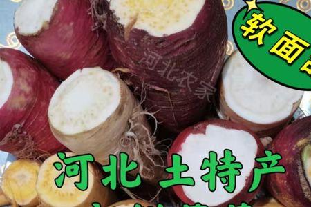 大头菜和恰玛古有什么区别