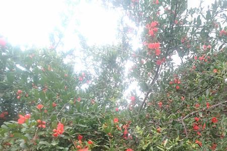 四季果为什么开花后落花不结果