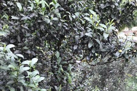 蛮砖古树茶与曼松古树茶对比
