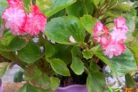 四季海棠的茎不知道怎么腐烂了
