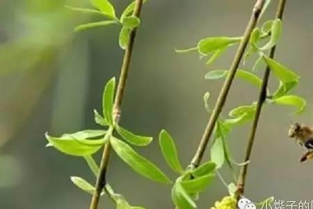 一夜之间柳树绿了的诗句