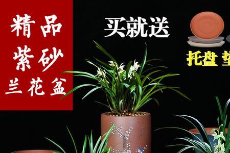 兰花一般用几寸的兰花盆