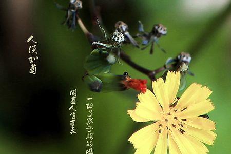 淡然如菊是否可以形容性格