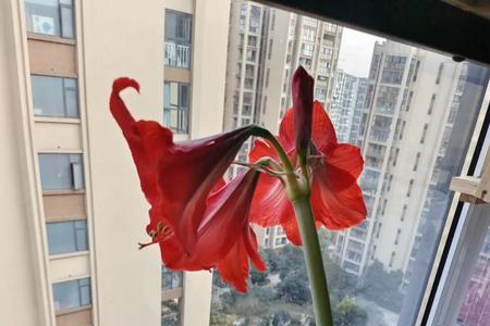 怎么区分洋朱球和土朱种球球