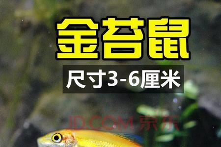 金苔鼠趴缸能长多大