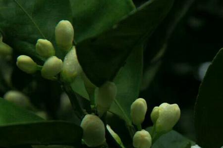茉莉花与橘子花香味区别