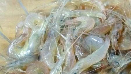 海虾能保存多久