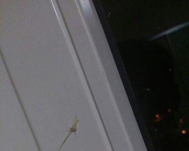 衣柜里的小白虫是什么虫