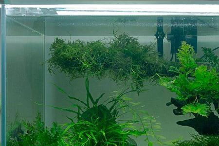 鱼缸住满水后还可以种水草吗