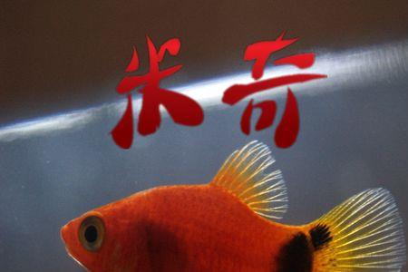 米奇鱼为什么养着不见了