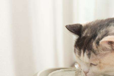 一只猫携带多少细菌