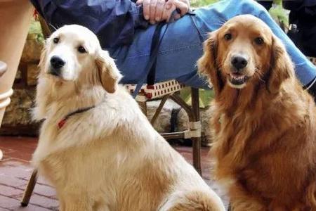 金毛成犬一天喂几遍