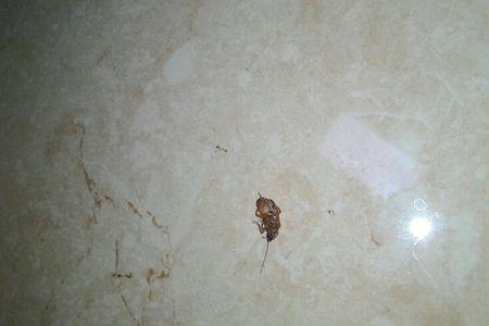 蟑螂一撮毛不能踩死吗