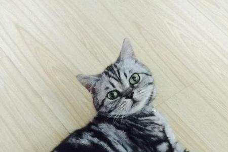 英短猫为啥会生出狸花色猫