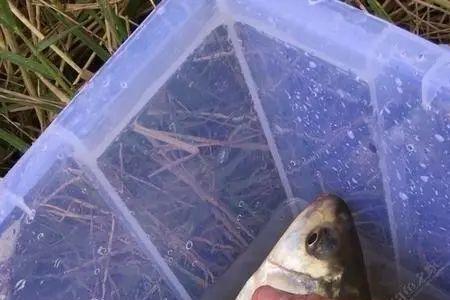 曹妃甸钓淡水鱼最佳地点