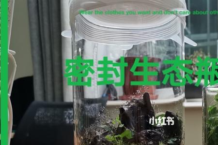 生态瓶的结构