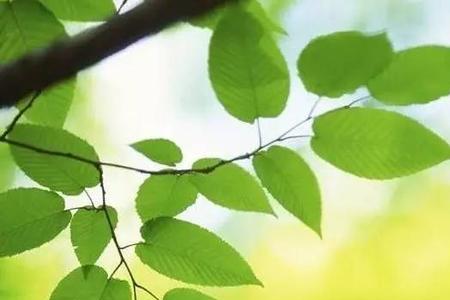 同窗友情的别称