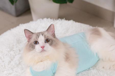 猫咪断奶服要穿几天