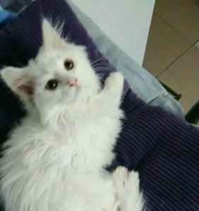 母狮子猫会爆毛吗