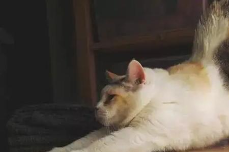猫怀孕后翘屁股是什么意思