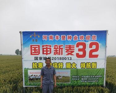 盈亿166小麦种子怎么样