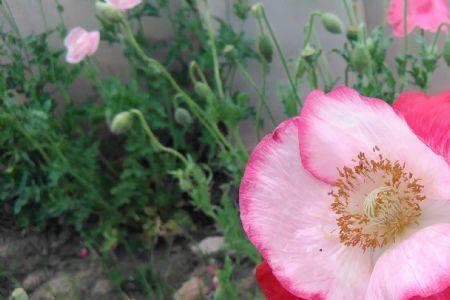 虞美人兰花几月开花