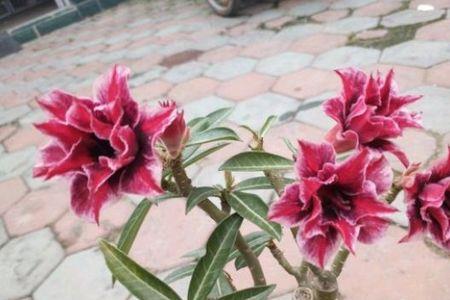 沙漠玫瑰花苞枯萎太阳能晒不